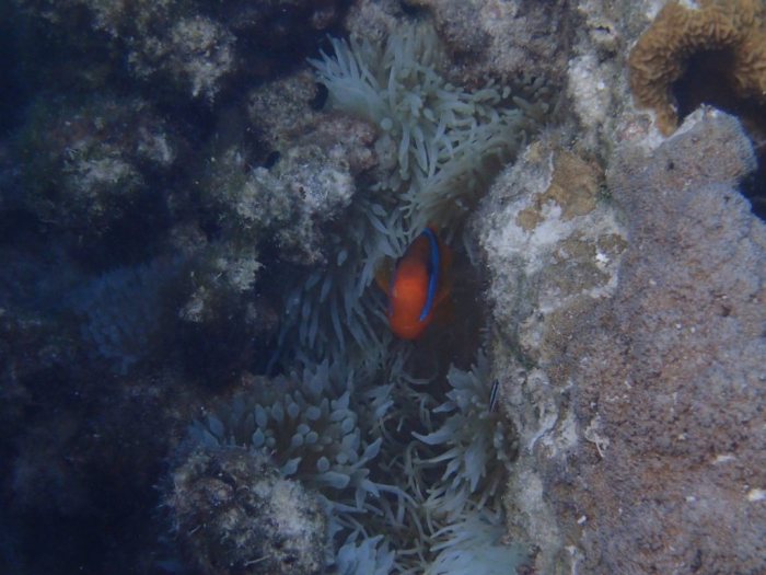 Amphiprion melanopus