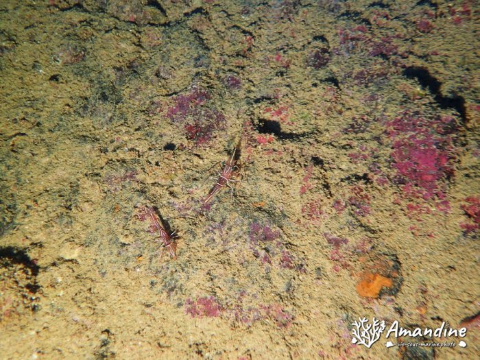 Rhynchocinetes durbanensis