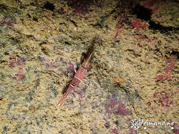 Rhynchocinetes durbanensis