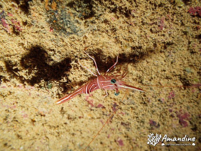 Rhynchocinetes durbanensis