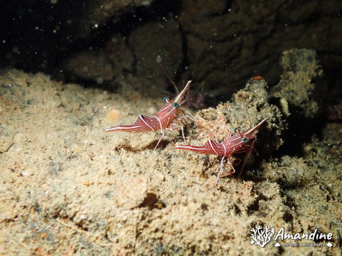 Rhynchocinetes durbanensis