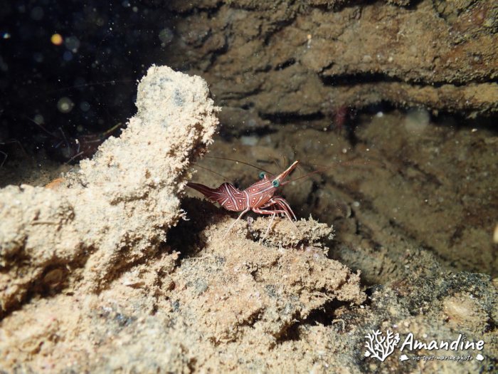 Rhynchocinetes durbanensis