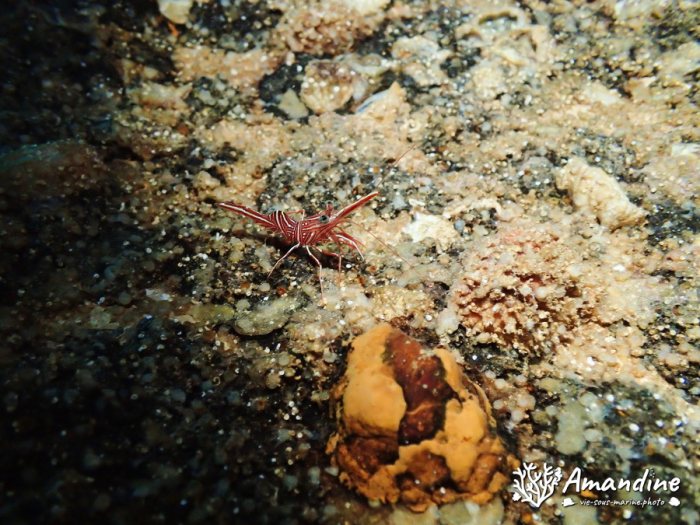 Rhynchocinetes durbanensis