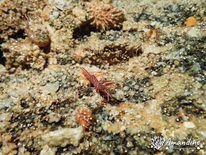 Rhynchocinetes durbanensis