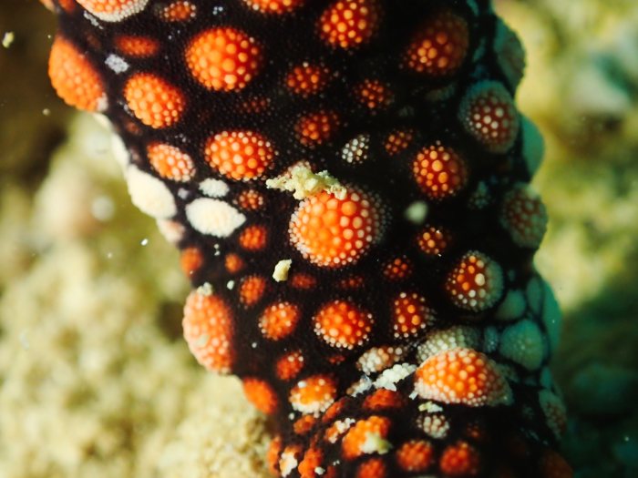 Nardoa gomophia