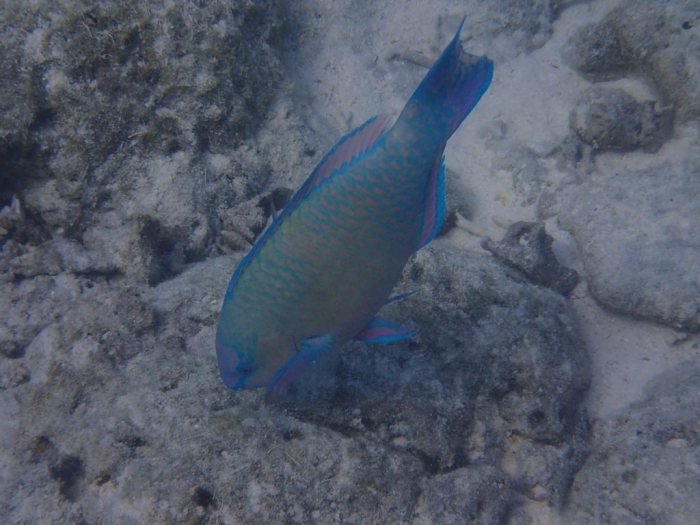 Scarus rivulatus