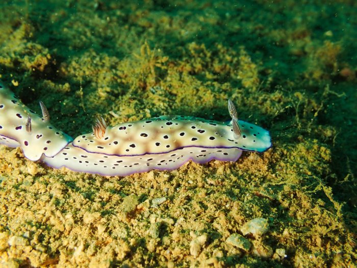 Hypselodoris tryoni