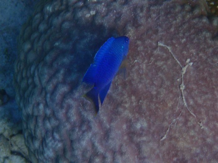 Pomacentrus pavo