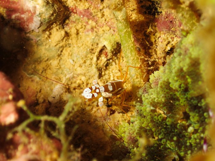 Thor amboinensis