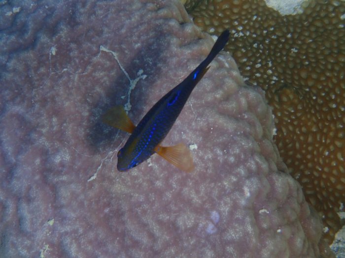 Neoglyphidodon polyacanthus