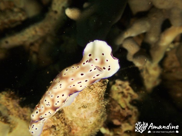 Hypselodoris tryoni