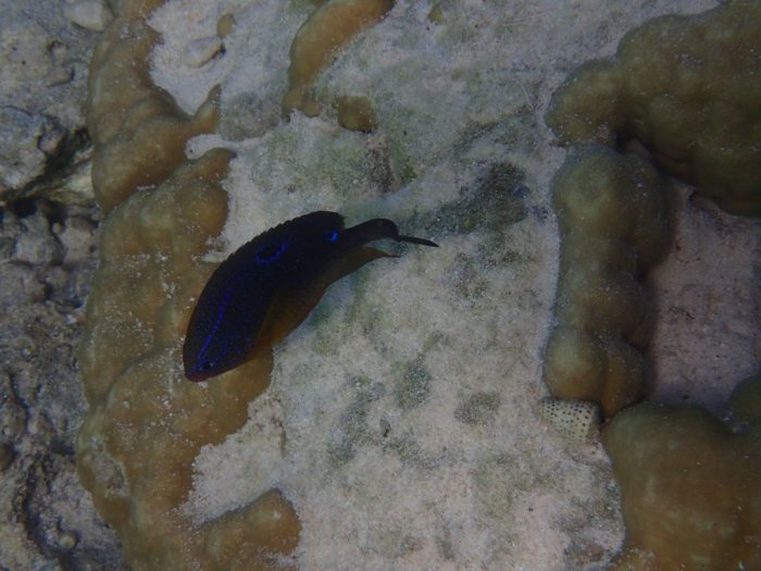 Neoglyphidodon polyacanthus