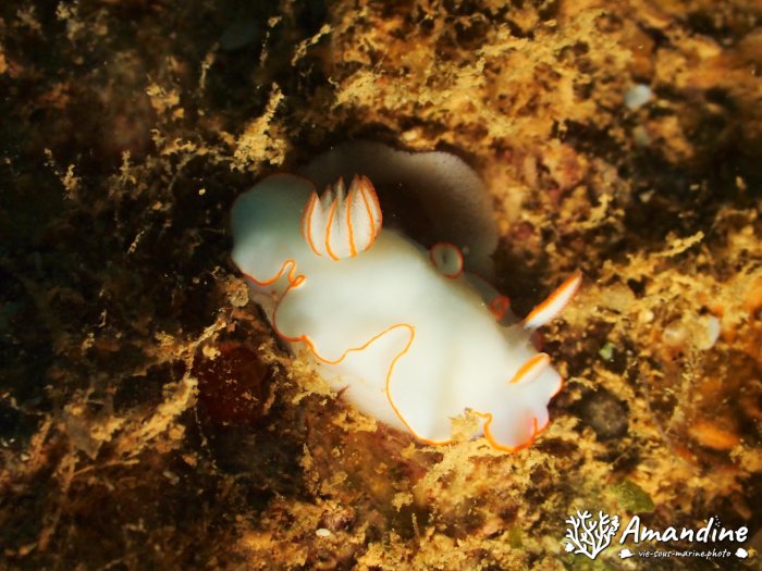 Thorunna furtiva