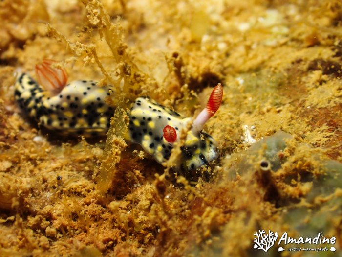 Hypselodoris infucata