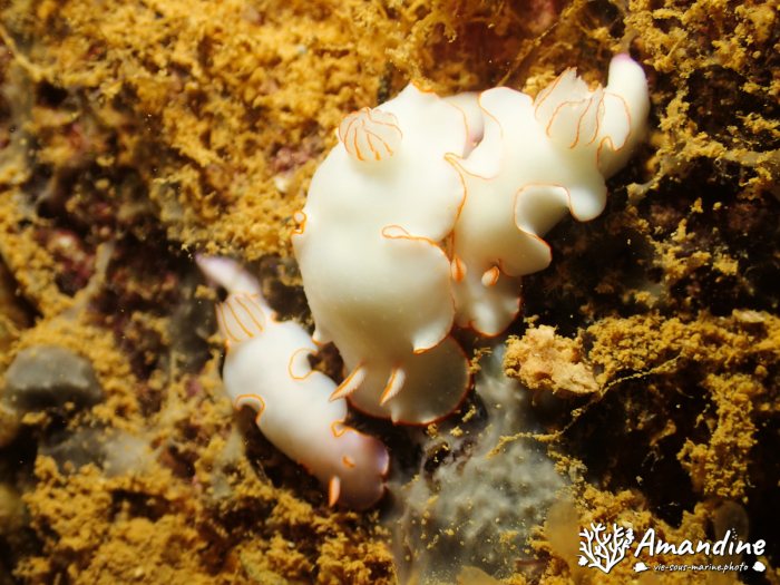 Thorunna furtiva