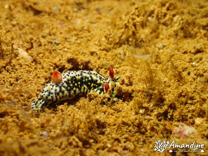 Hypselodoris infucata