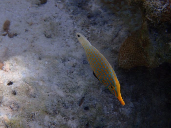 Oxymonacanthus longirostris
