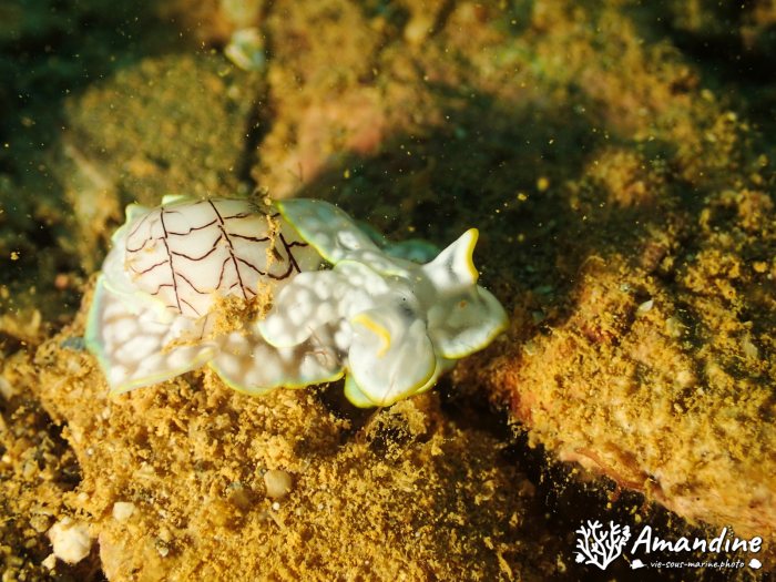 Micromelo undatus