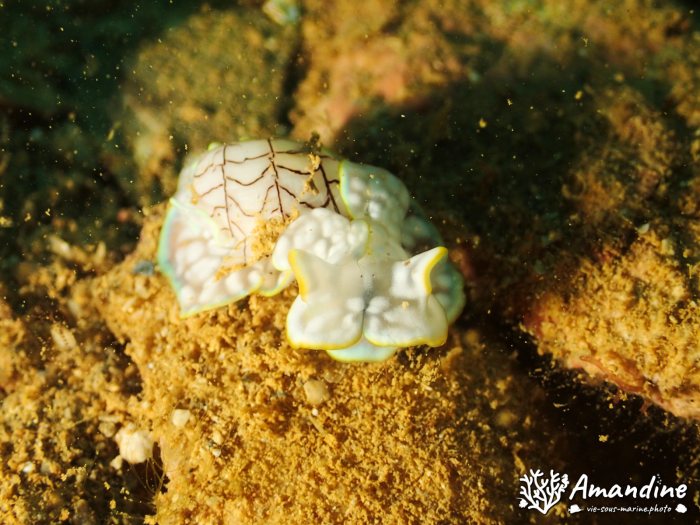 Micromelo undatus