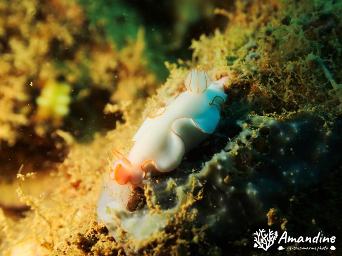 Thorunna furtiva
