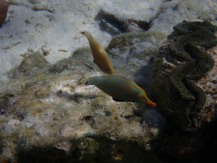 Oxymonacanthus longirostris