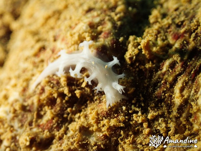 Tritoniopsis elegans