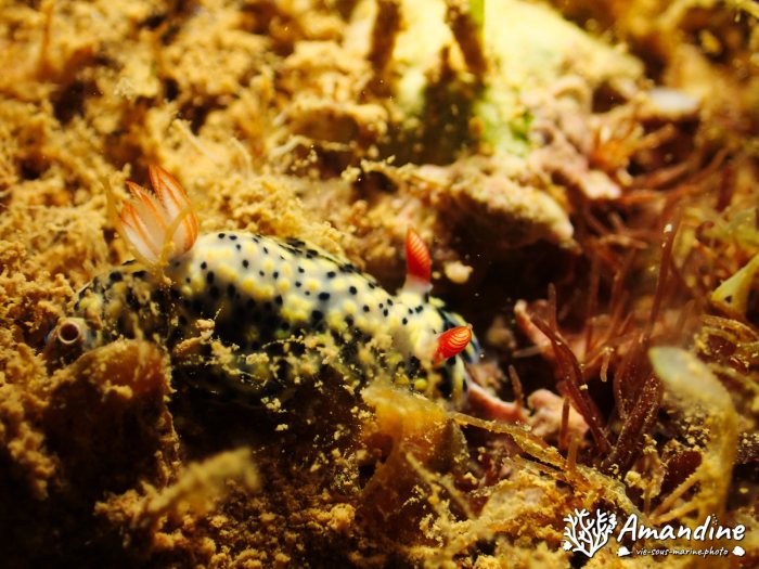 Hypselodoris infucata