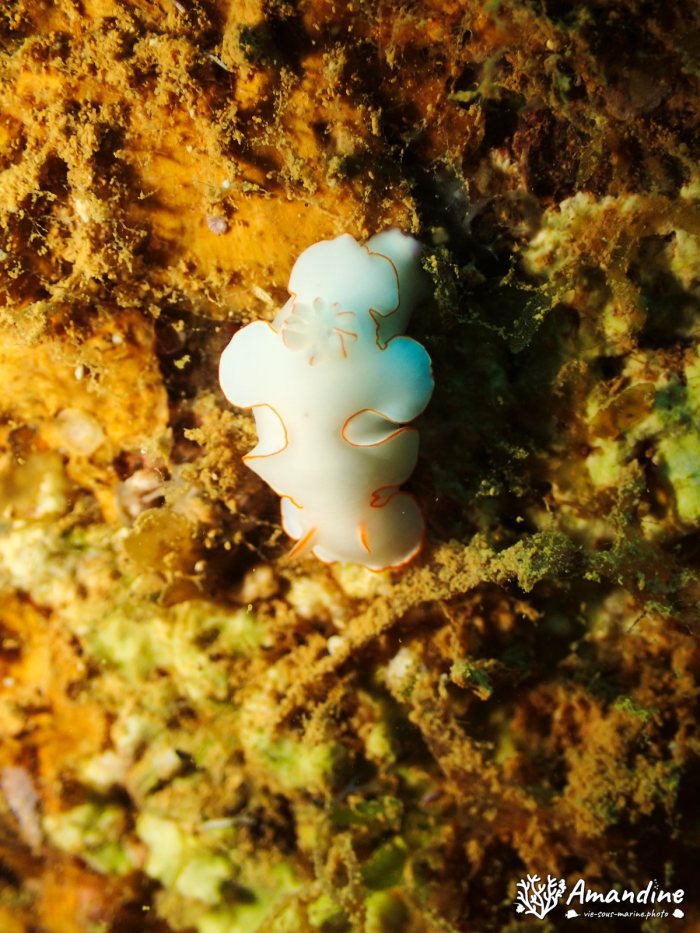 Thorunna furtiva