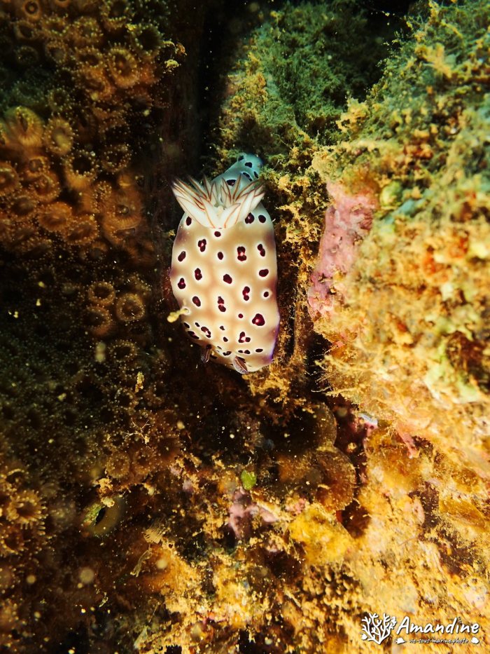 Hypselodoris tryoni