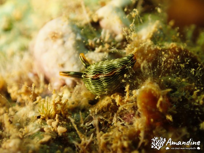Thuridilla bayeri