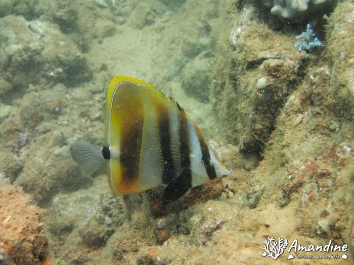 Coradion altivelis