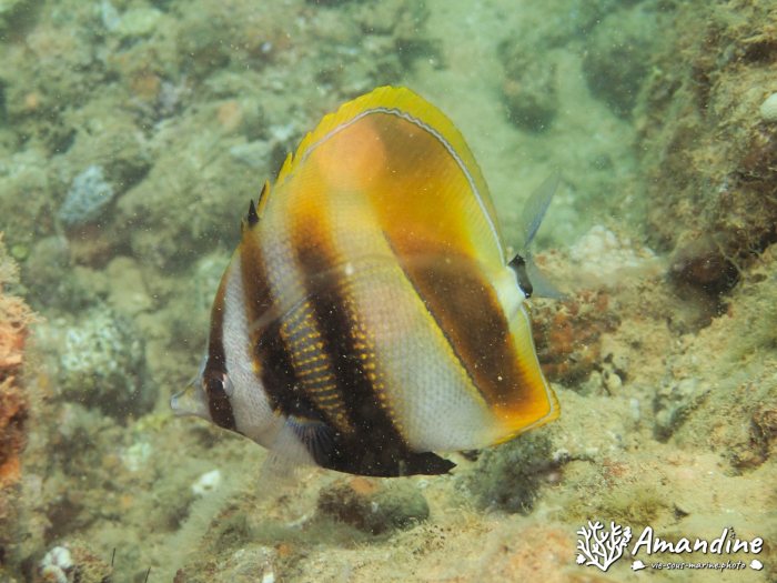 Coradion altivelis