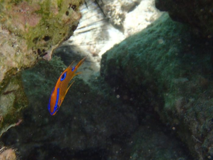 Neoglyphidodon polyacanthus