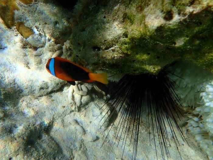 Amphiprion melanopus