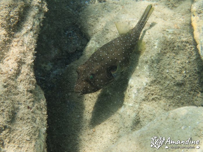 Arothron hispidus