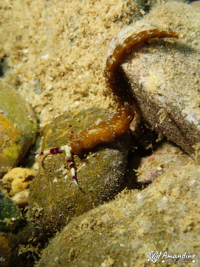 Pteraeolidia ianthina