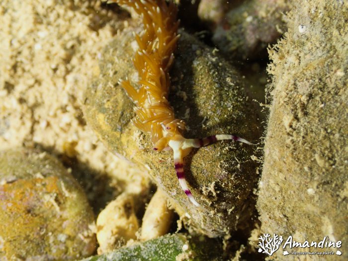 Pteraeolidia ianthina
