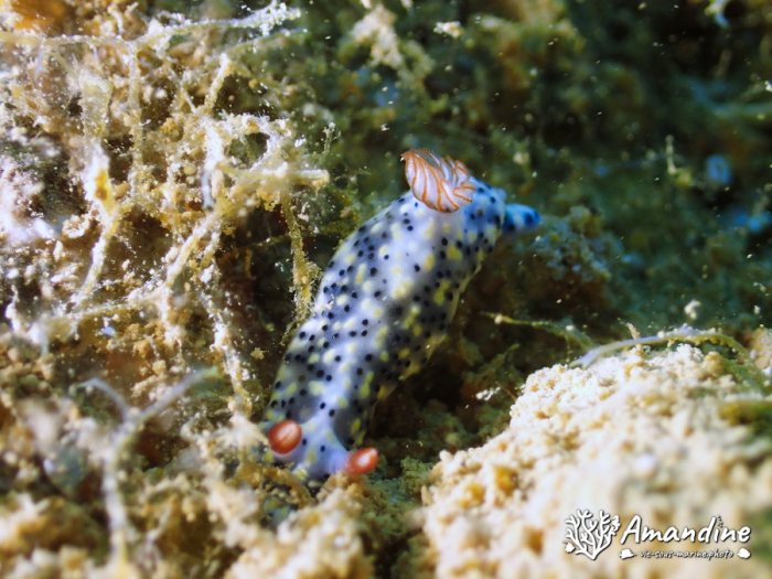 Hypselodoris infucata
