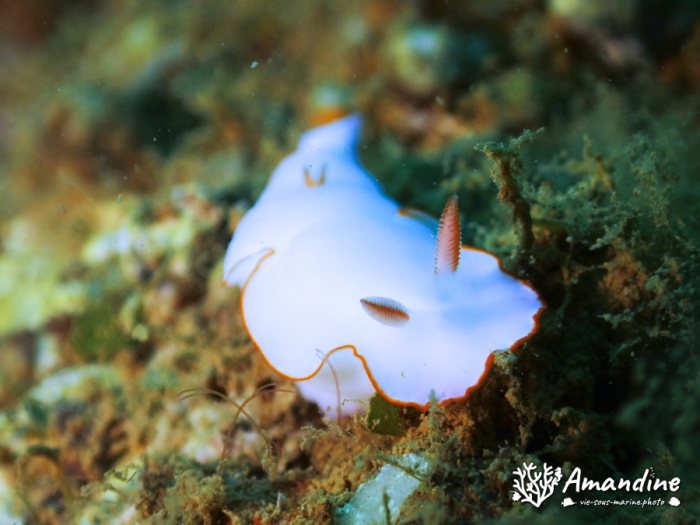 Thorunna furtiva