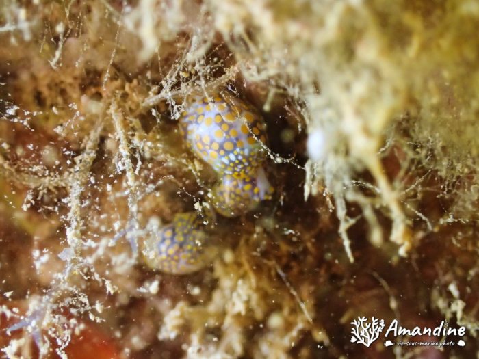 Lamprohaminoea ovalis