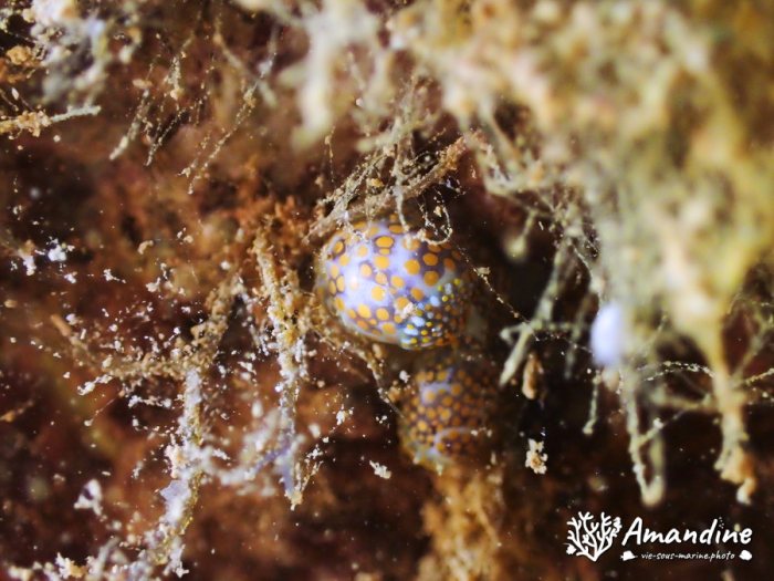 Lamprohaminoea ovalis
