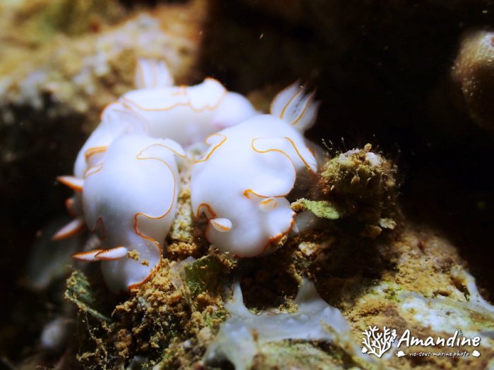 Thorunna furtiva
