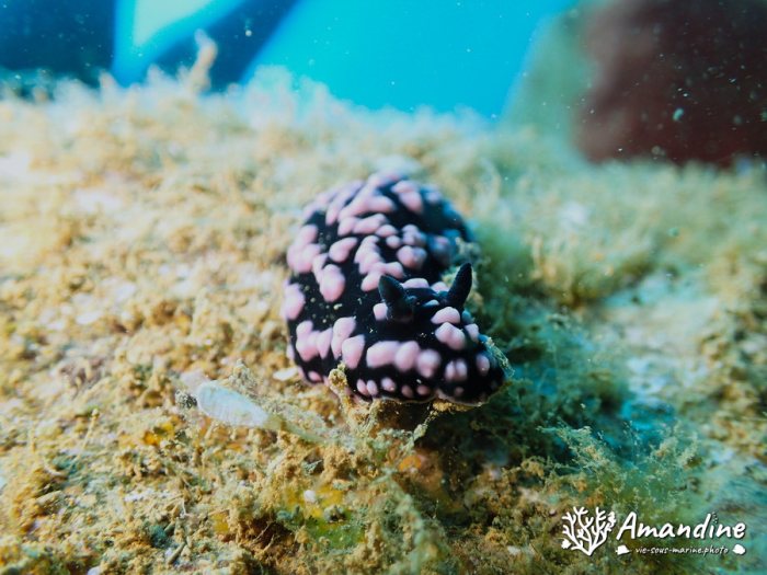 Phyllidiella pustulosa