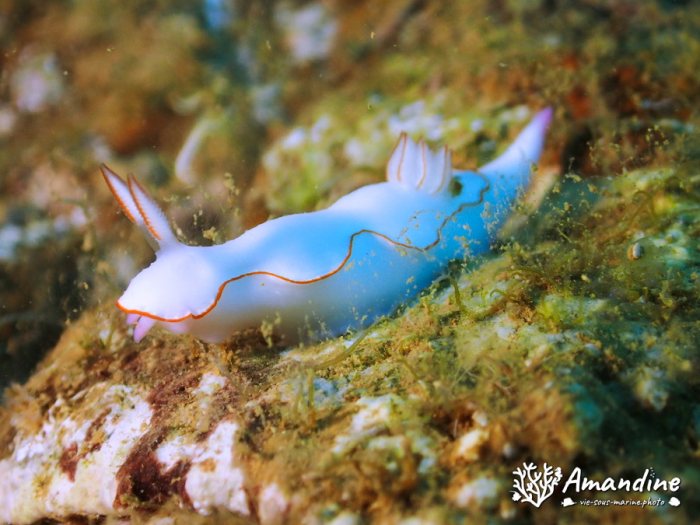 Thorunna furtiva
