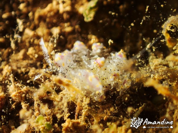 Nudibranche