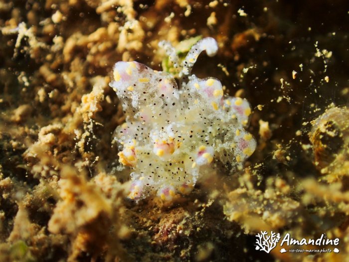 Nudibranche