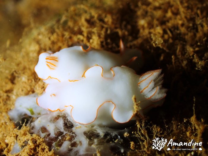 Thorunna furtiva