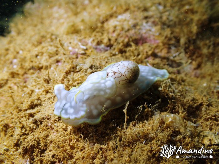 Micromelo undatus