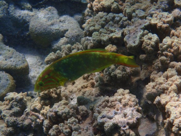 Thalassoma lutescens