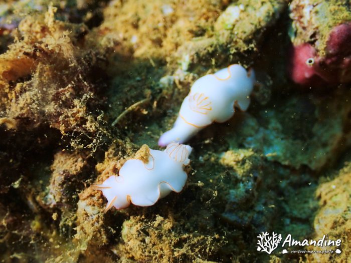 Thorunna furtiva
